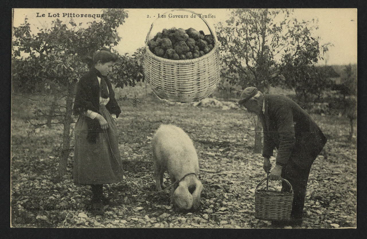 carte postale LE LOT PITTORESQUE, LES GAVEURS DE TRUFFES 4P1876 Photo