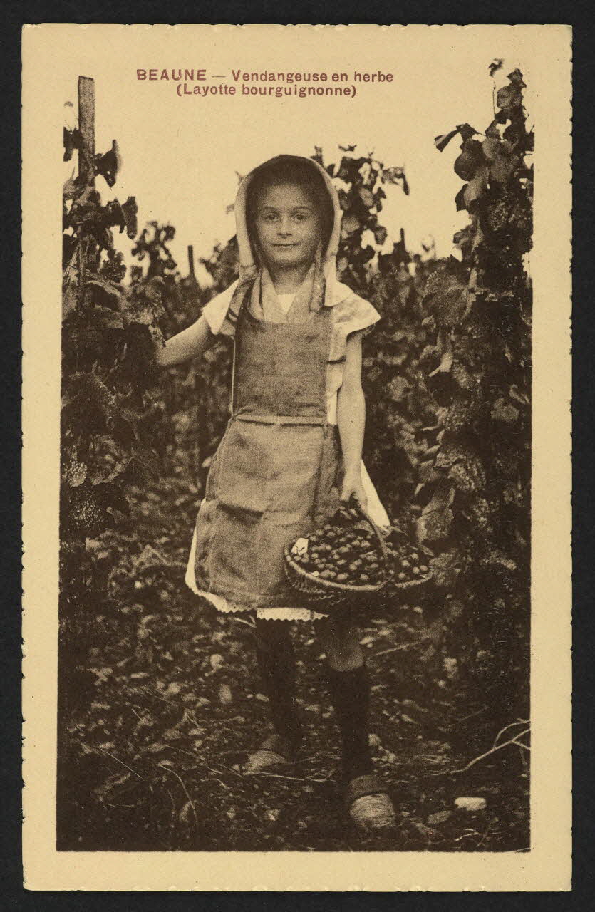 carte postale BEAUNE, VENDANGEUSE EN HERBE (LAYOTTE BOUGUIGNONNE) 4P1877 Photo