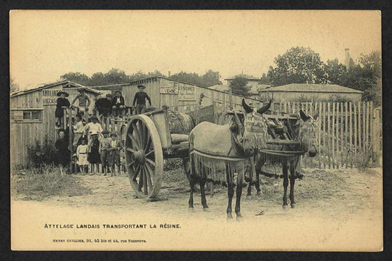 carte postale ATTELAGE LANDAIS TRANSPORTANT LA RESINE 4P1994 Photo