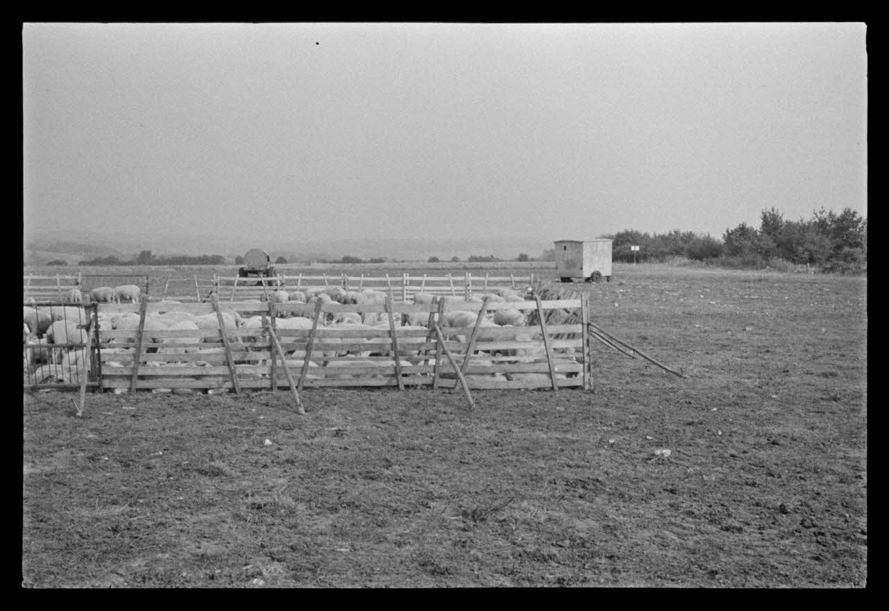 A. Jomelli ; B. Jomelli photographie Près du champ d'aviation. Moutons parqués à côté de la roulotte et du réservoir d'eau du berger Ile-de-France, France 1966/7/21 Ph.1966.119.102 Photo