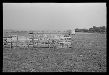 A. Jomelli ; B. Jomelli photographie Près du champ d'aviation. Moutons parqués à côté de la roulotte et du réservoir d'eau du berger Ile-de-France, France 1966/7/21 Ph.1966.119.102 Photo