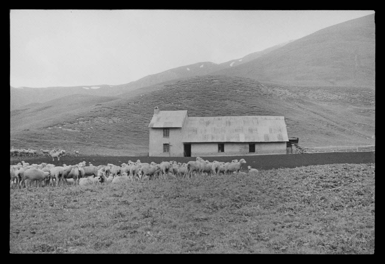 A. Jomelli ; B. Jomelli photographie Chez Monsieur Aimé Fege à la Buffe. Troupeau de moutons au repos et bergerie vue de loin Provence-Alpes-Côte d'Azur, France 1966/7/21 Ph.1966.119.61 Photo Mucem / Jomelli, A.