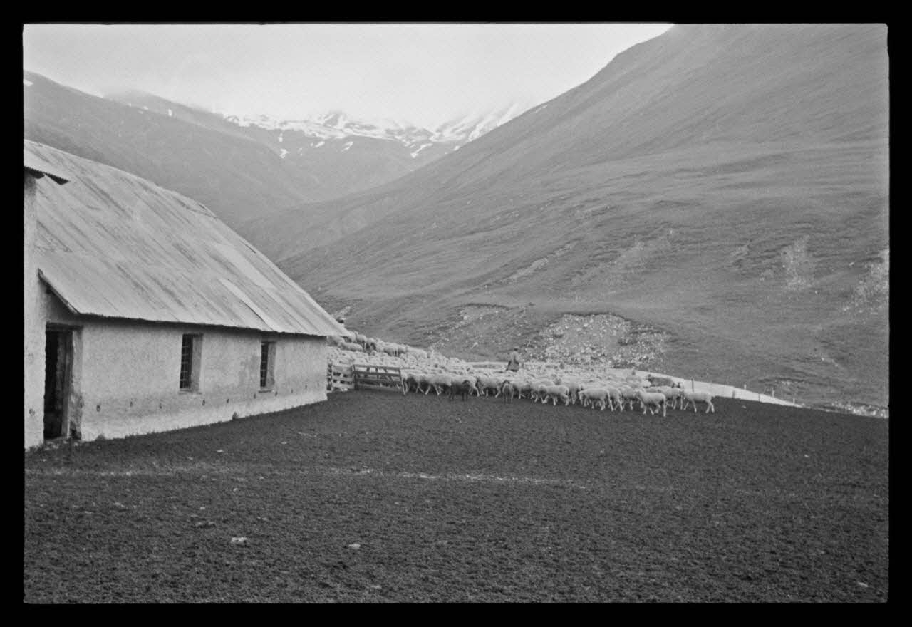 A. Jomelli ; B. Jomelli photographie Chez Monsieur Aimé Fege à la Buffe. Le repos étant terminé, le berger et ses chiens conduisent le troupeau plus haut Provence-Alpes-Côte d'Azur, France 1966/7/21 Ph.1966.119.65 Photo