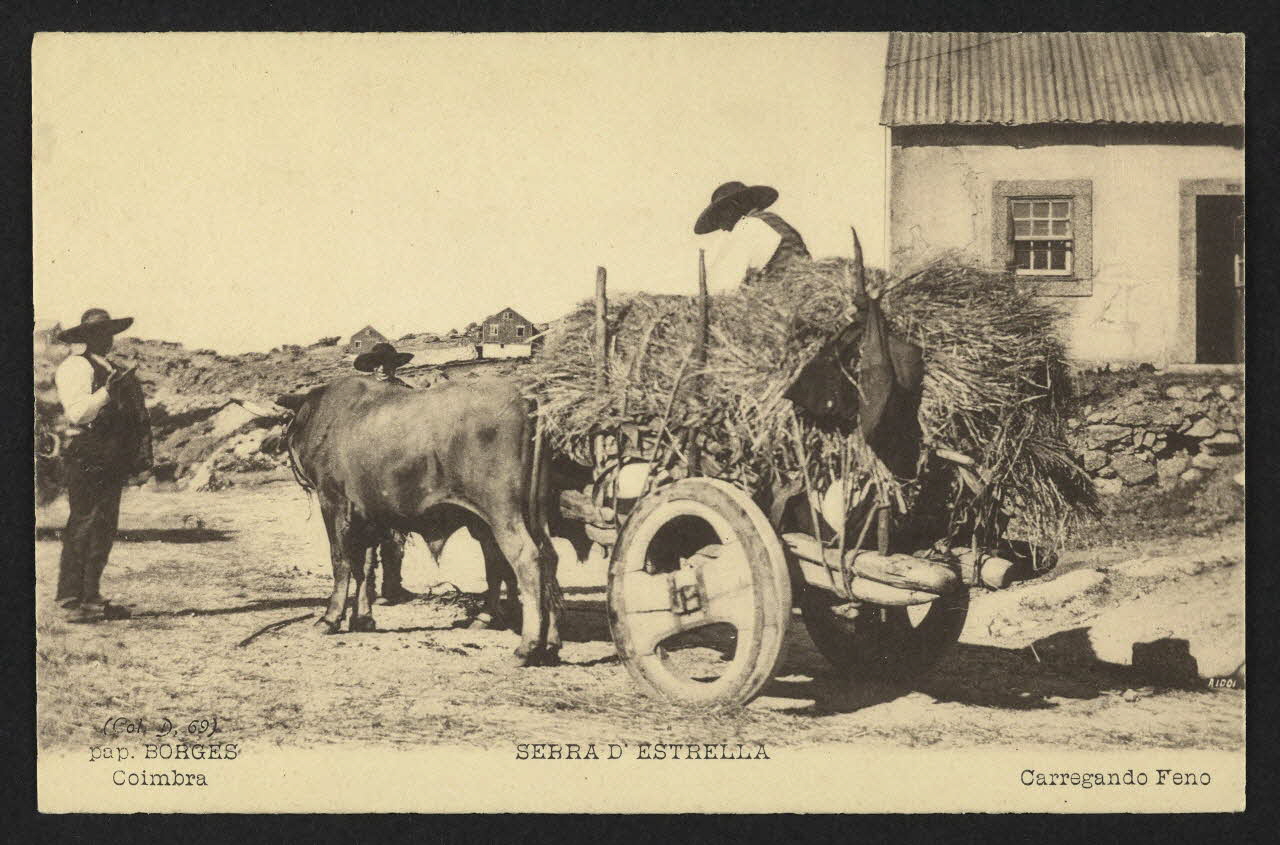 carte postale SERRA D'ESTRELLA, CARREGANDO FENO 4P2016 Photo