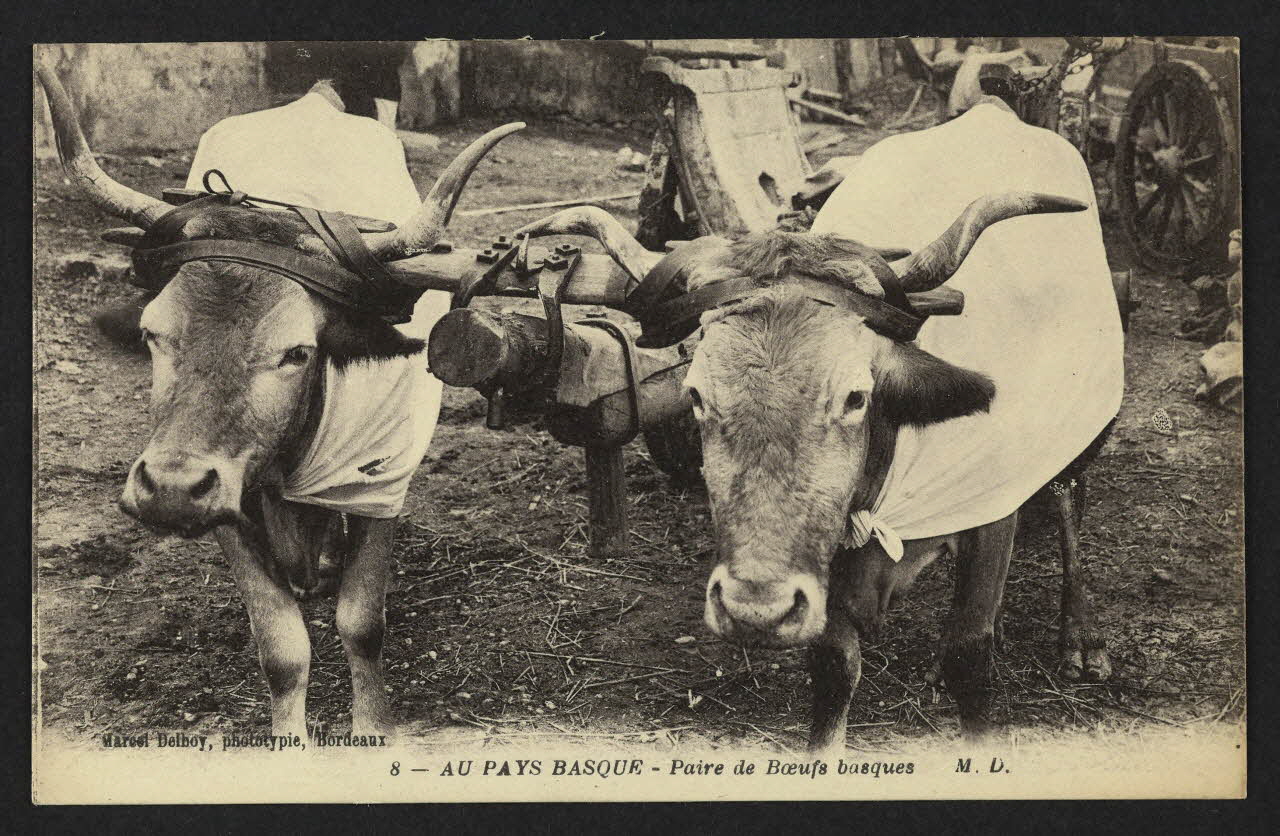 carte postale AU PAYS BASQUE, PAIRE DE BOEUFS BASQUES 4P2024 Photo