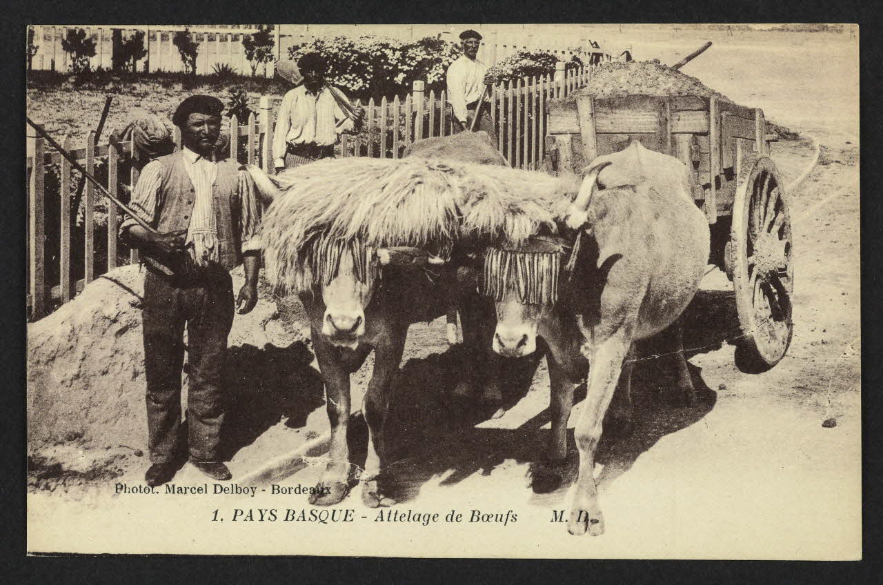 carte postale PAYS-BASQUE, ATTELAGE DE BOEUFS 4P2026 Photo