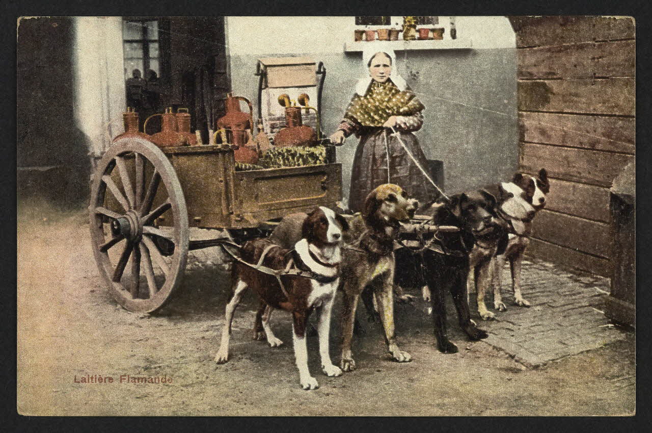 carte postale LAITIERE FLAMANDE 4P2034 Photo