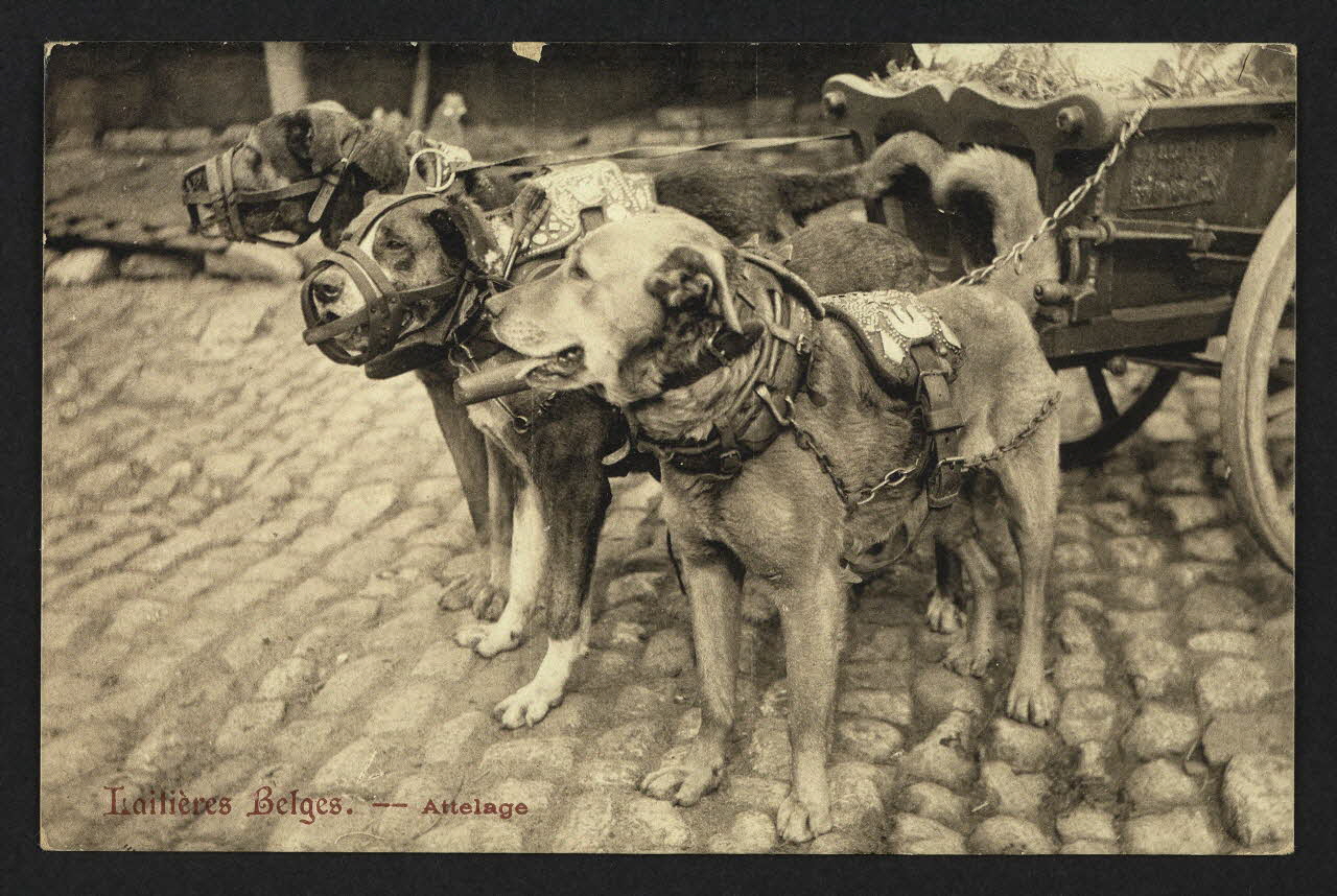 carte postale LAITIERES BELGES, ATTELAGE 4P2035 Photo
