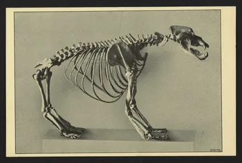 carte postale HOHLENBAR, FRANKISCHE SCHWEIZ 4P2044 Photo