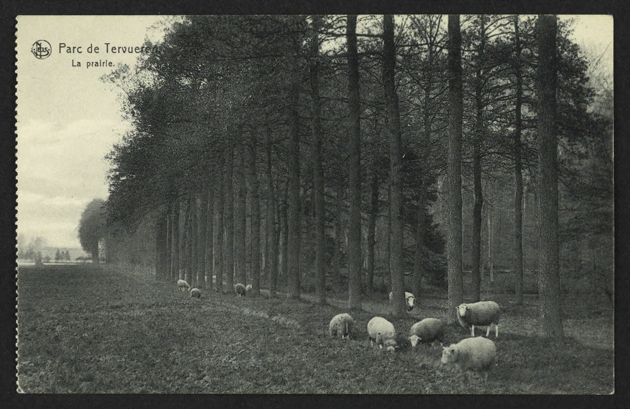carte postale PARC DE TERVUEREN, LA PRAIRIE 4P2257  Photo