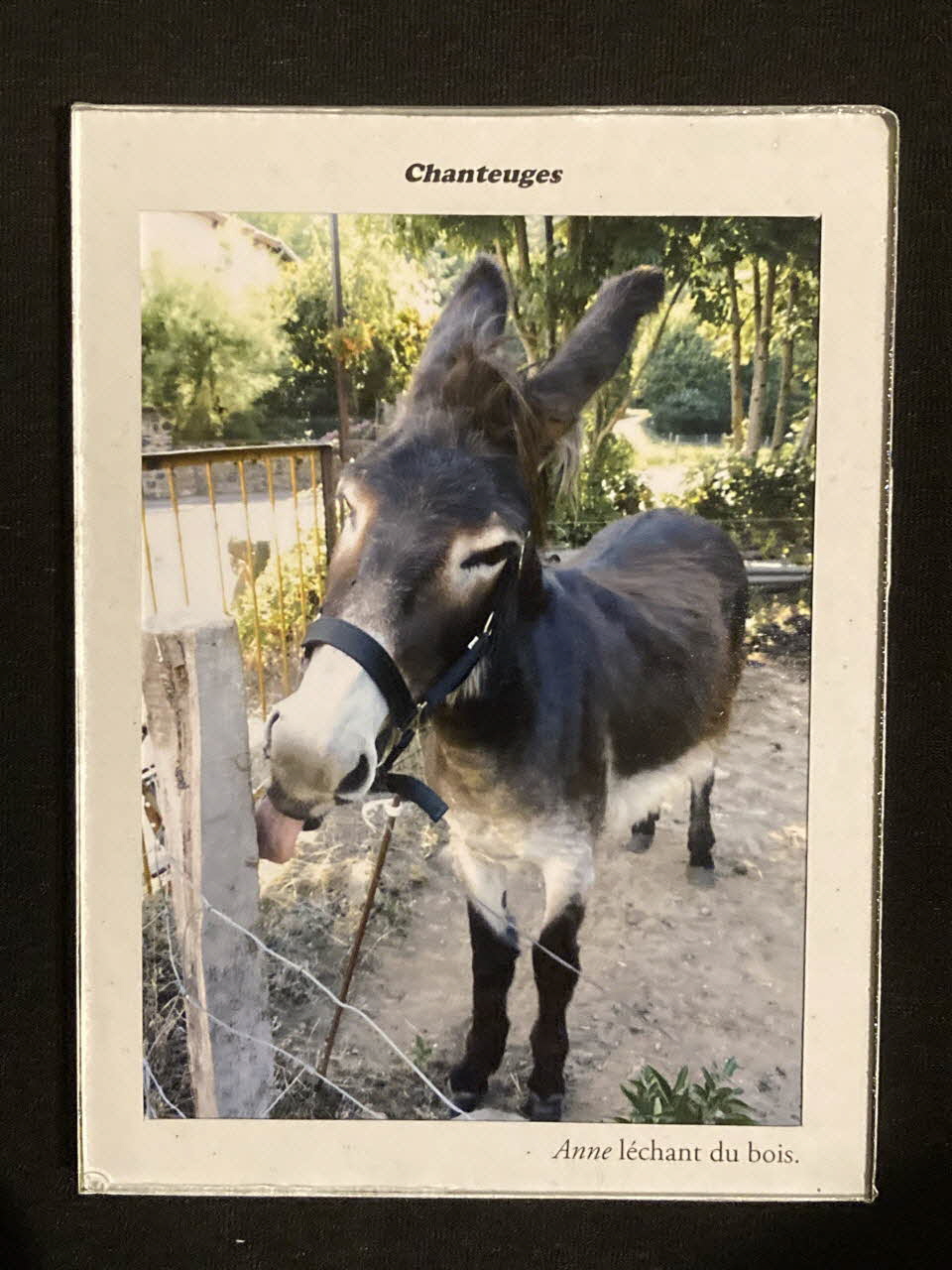 Pierre Fisher ; Justin Meekel élément de l'installation Verdure Tour : De la France mystérieuse Auvergne, France 2009/7/8-2009/8/13 2020.44.1.72 Photo Mucem