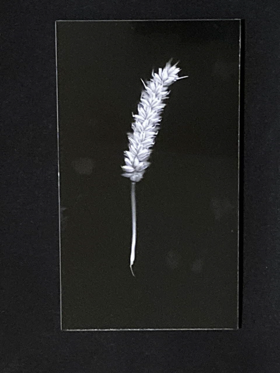 Pierre Fisher ; Justin Meekel élément de l'installation Verdure Tour : De la France mystérieuse Haute-Normandie, France 2009/7/8-2009/8/13 2020.44.1.8 Photo Mucem