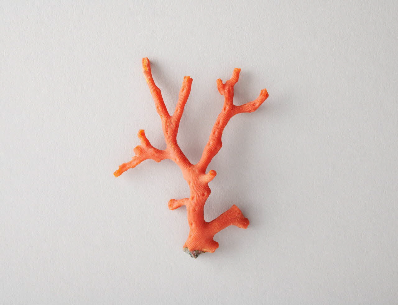 branche de corail 2018.83.1 Photo Mucem / Marianne Kuhn