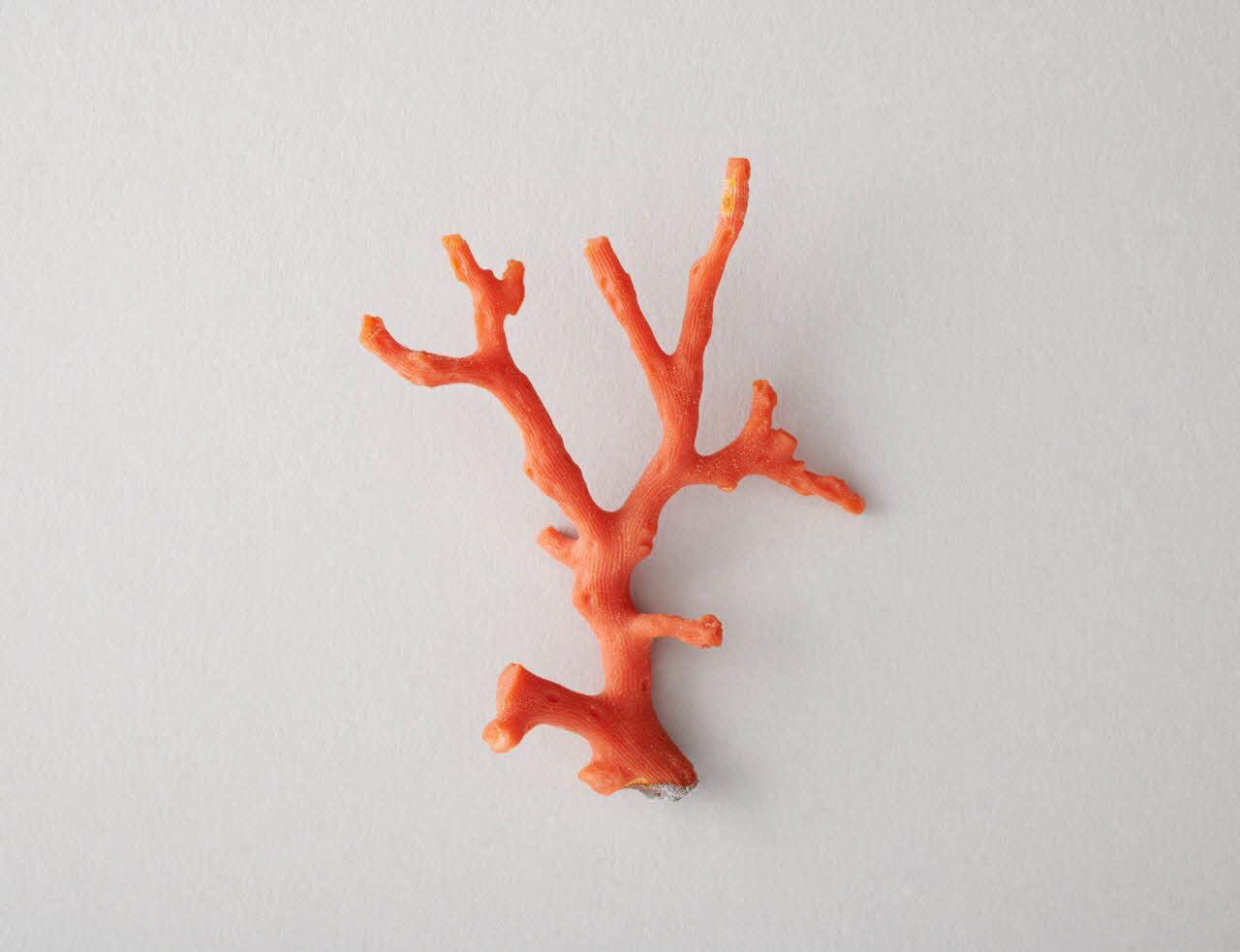 branche de corail 2018.83.1 Photo Mucem / Marianne Kuhn