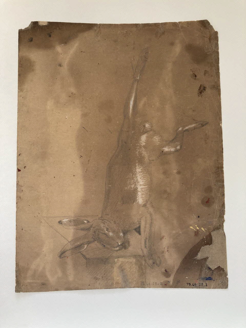 dessin Lièvres 1975.46.28.2 Photo Mucem