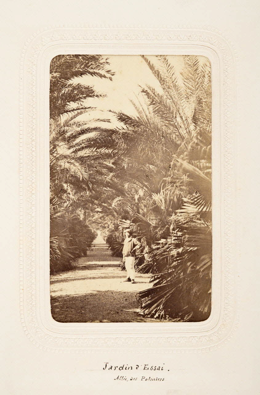 tirage photographique Jardin d'essai. Allée des palmiers Algérie 1860-1870 2020.41.1.61 Photo Mucem / Marianne Kuhn