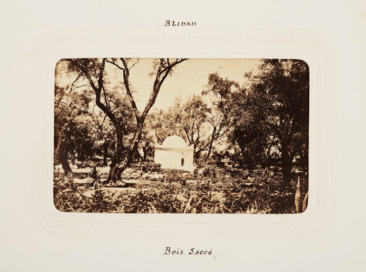 Félix J. Moulin tirage photographique Blidah. Bois Sacré Algérie 1860-1870 2020.41.1.64 Photo Mucem / Marianne Kuhn