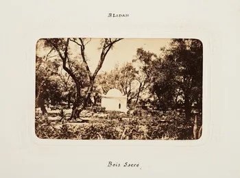 Félix J. Moulin tirage photographique Blidah. Bois Sacré Algérie 1860-1870 2020.41.1.64 Photo Mucem / Marianne Kuhn