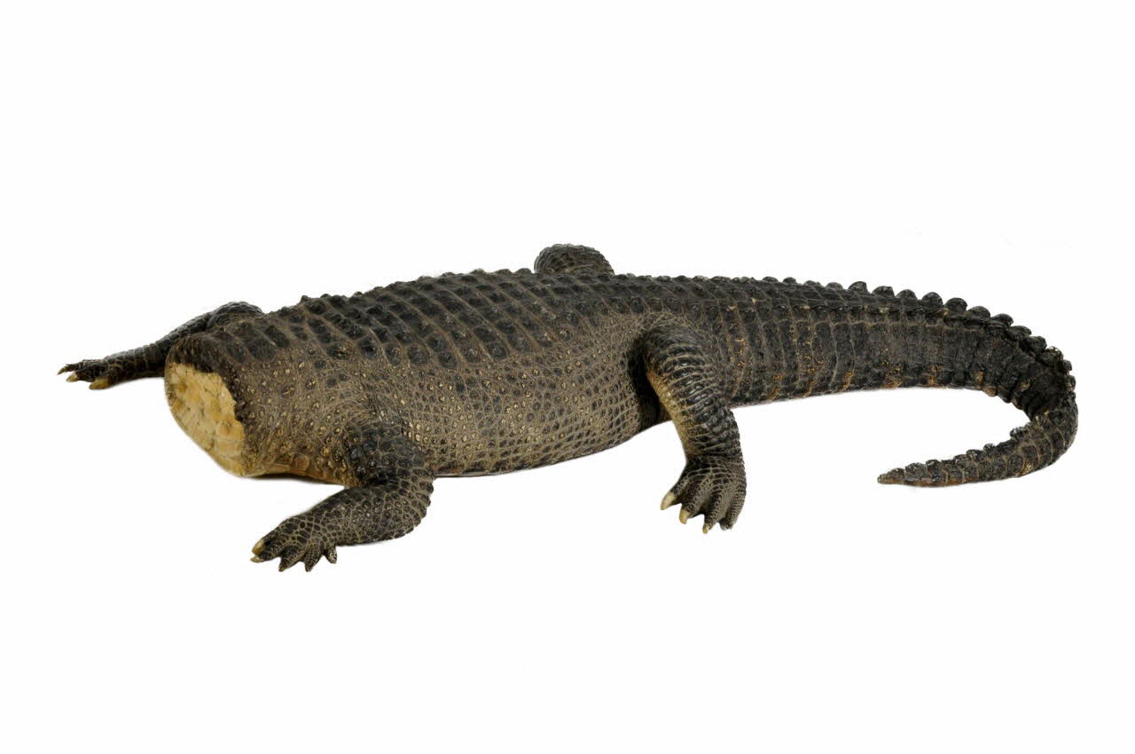 animal naturalisé La Femme Crocodile 2002.85.21 Photo