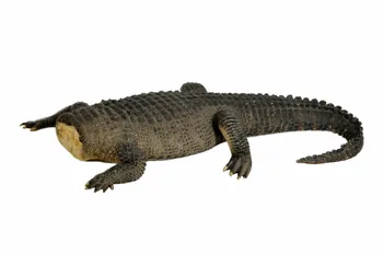 animal naturalisé La Femme Crocodile 2002.85.21 Photo