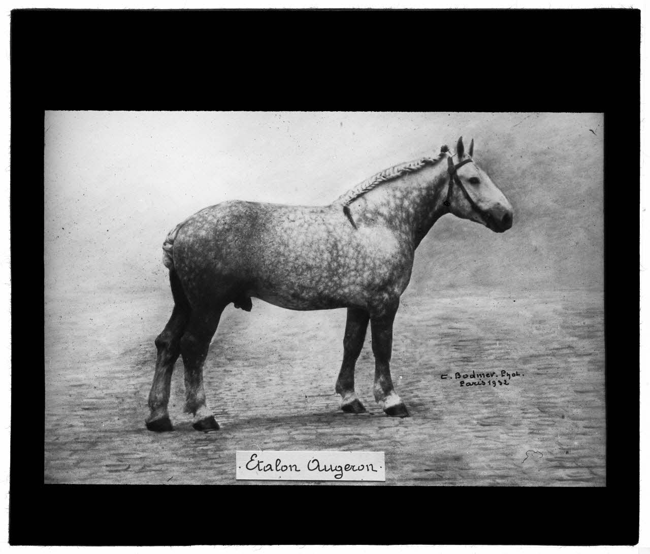 Charles Bodmer plaque de verre Etalon augeron Ile-de-France, France 1932 2020.33.1.1 Photo Mucem / Charles Bodmer