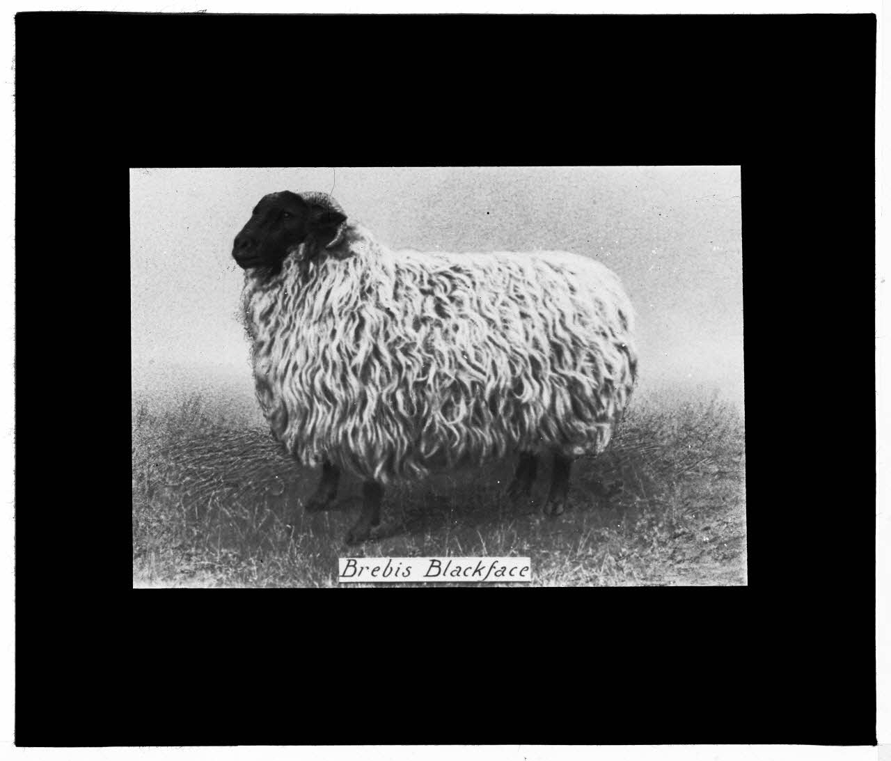 Charles Bodmer plaque de verre Brebis Blackface Ile-de-France, France 1895-1932 2020.33.1.10 Photo Mucem / Charles Bodmer