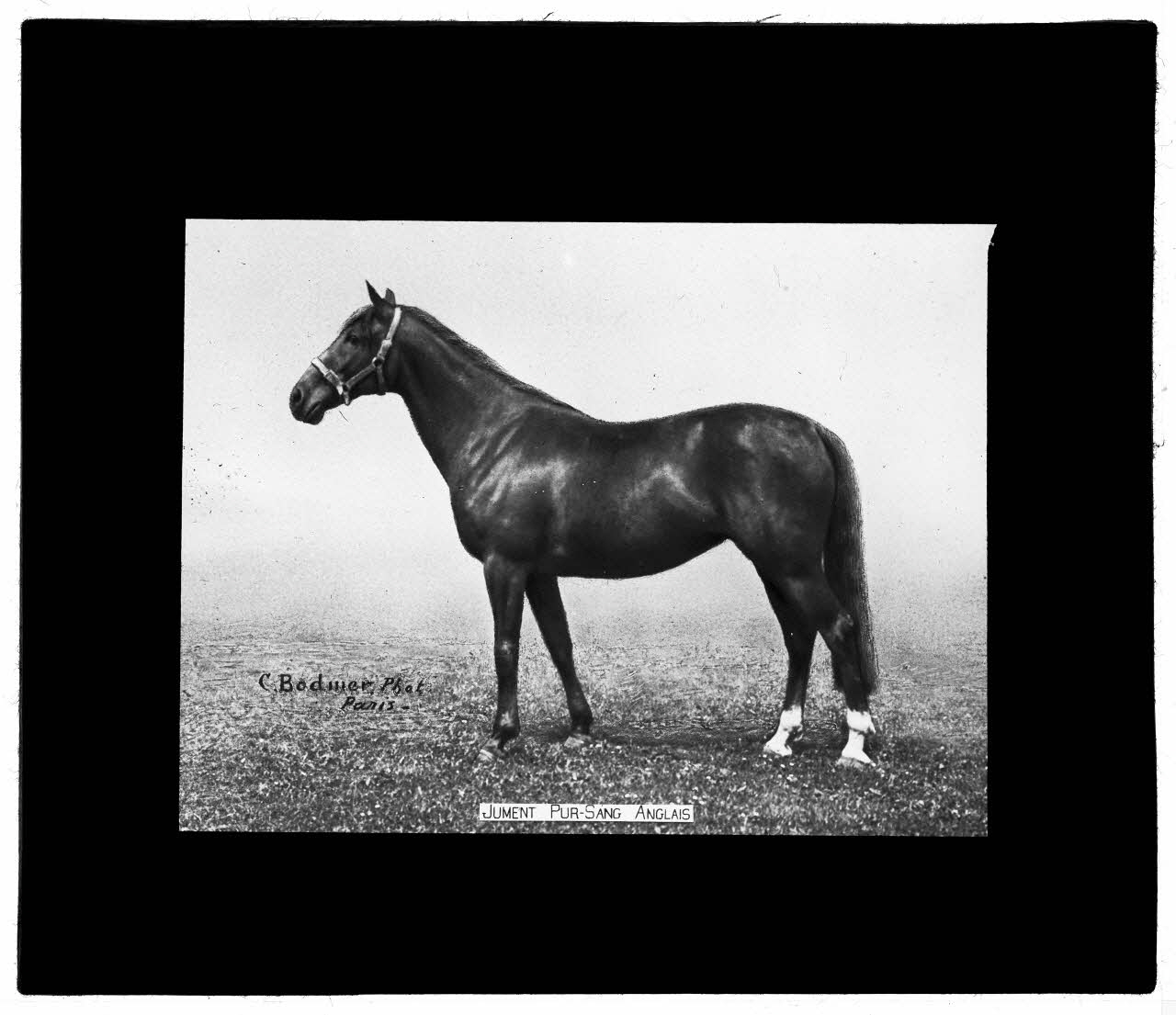 Charles Bodmer plaque de verre Jument pur-sang Anglais Ile-de-France, France 1895-1932 2020.33.1.100 Photo Mucem / Charles Bodmer