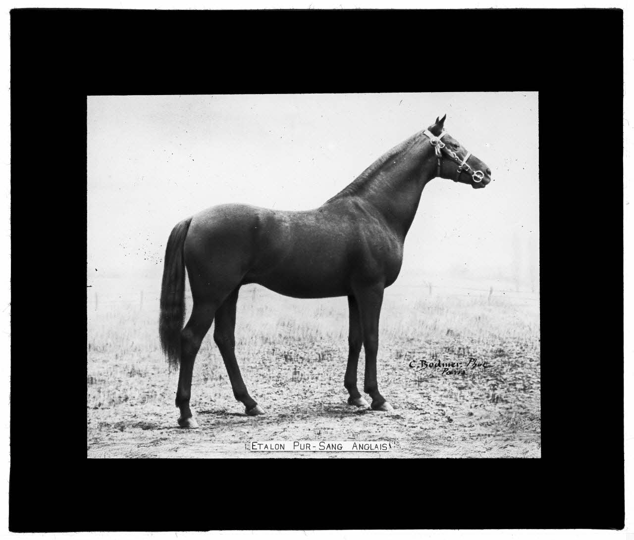 Charles Bodmer plaque de verre Etalon pur-sang Anglais Ile-de-France, France 1895-1932 2020.33.1.101 Photo Mucem / Charles Bodmer
