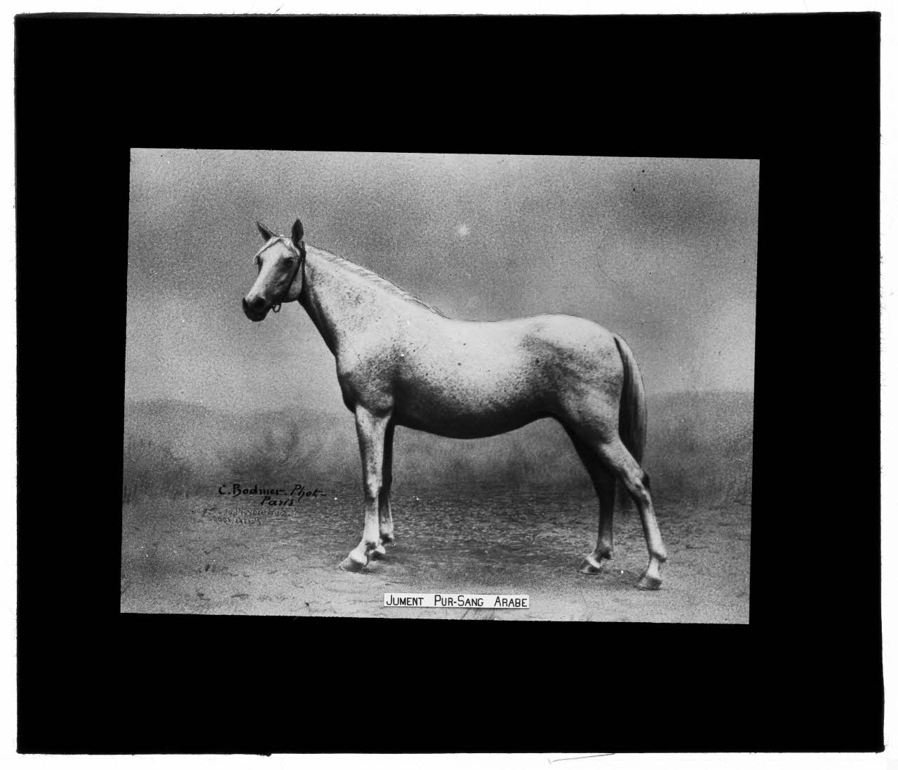Charles Bodmer plaque de verre Jument pur-sang Arabe Ile-de-France, France 1895-1932 2020.33.1.102 Photo Mucem / Charles Bodmer