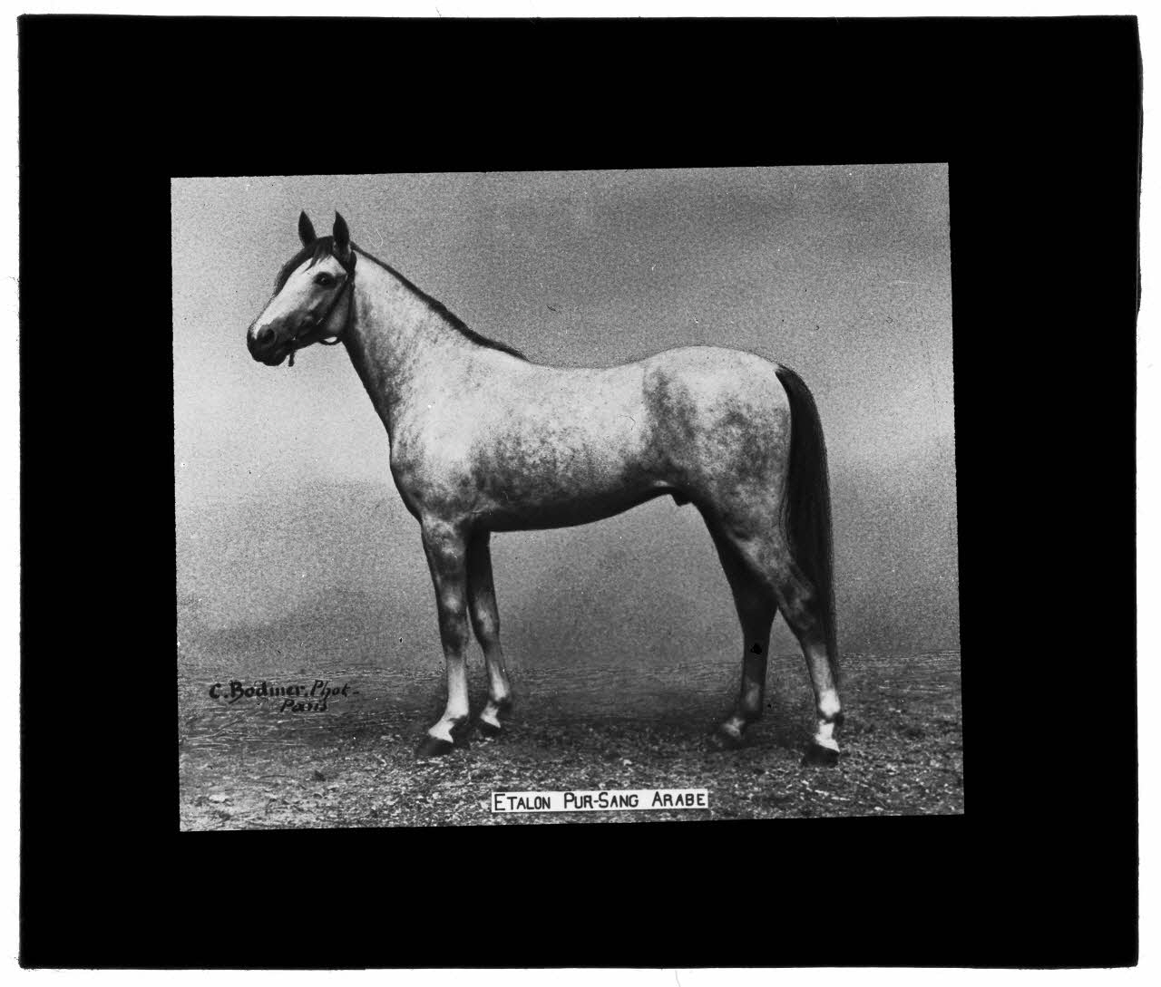 Charles Bodmer plaque de verre Etalon pur-sang Arabe Ile-de-France, France 1895-1932 2020.33.1.103 Photo Mucem / Charles Bodmer