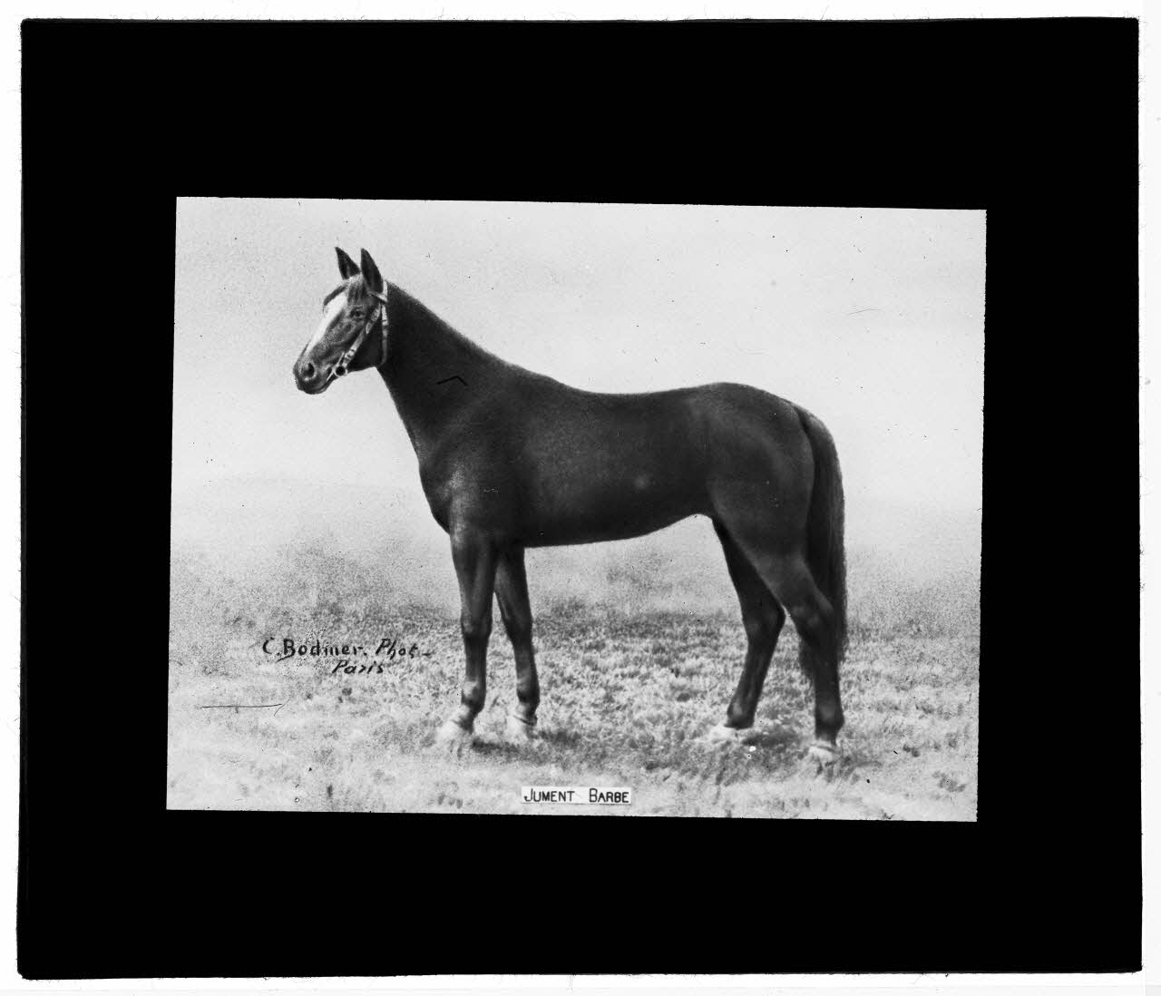 Charles Bodmer plaque de verre Jument Barbe Ile-de-France, France 1895-1932 2020.33.1.104 Photo Mucem / Charles Bodmer