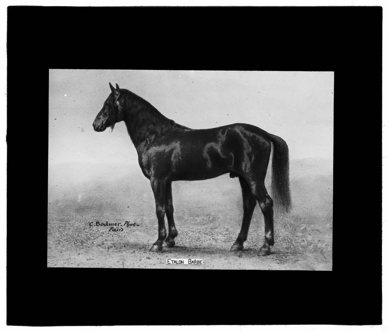 Charles Bodmer plaque de verre Etalon Barbe Ile-de-France, France 1895-1932 2020.33.1.105 Photo Mucem / Charles Bodmer