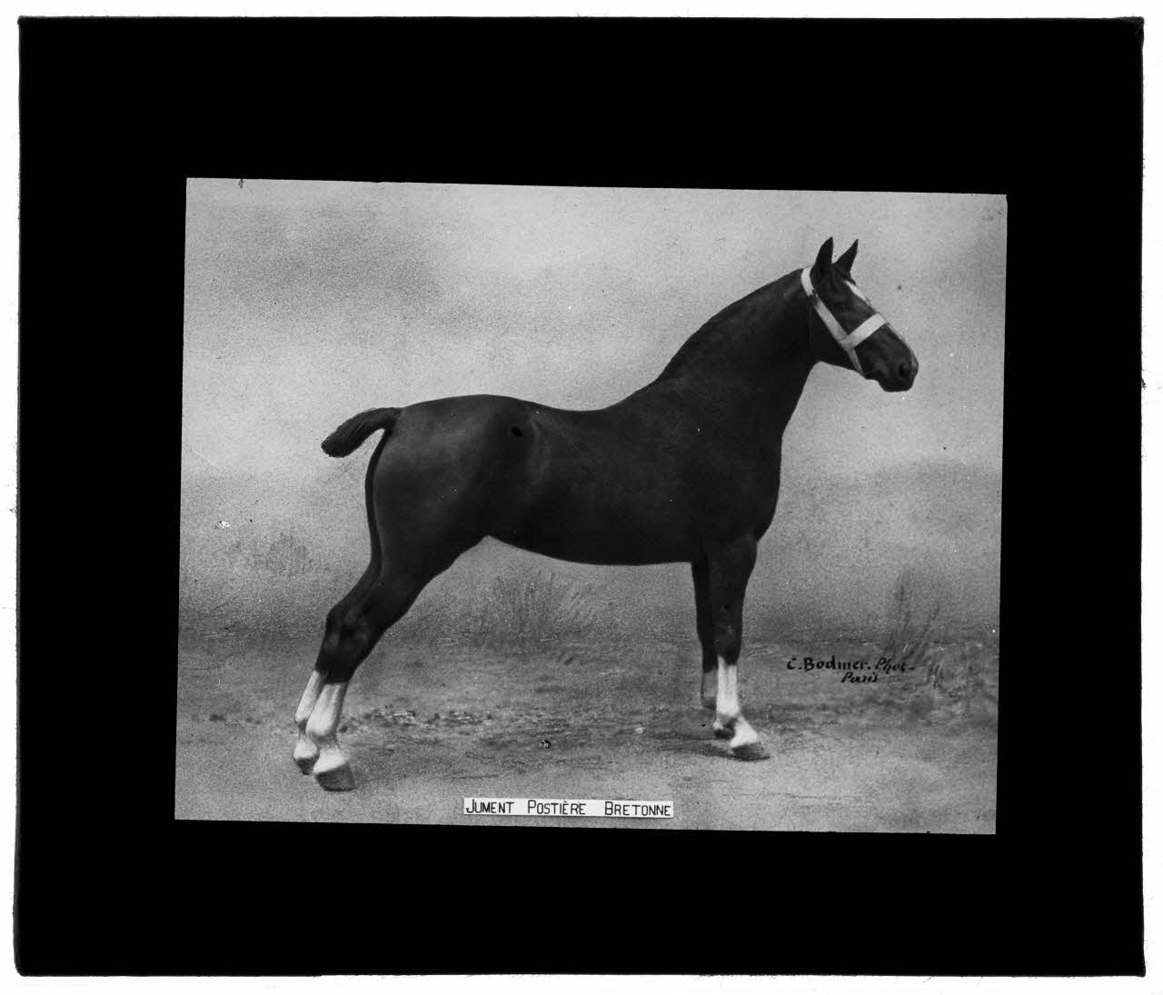 Charles Bodmer plaque de verre Jument Postière Bretonne Ile-de-France, France 1895-1932 2020.33.1.106 Photo Mucem / Charles Bodmer