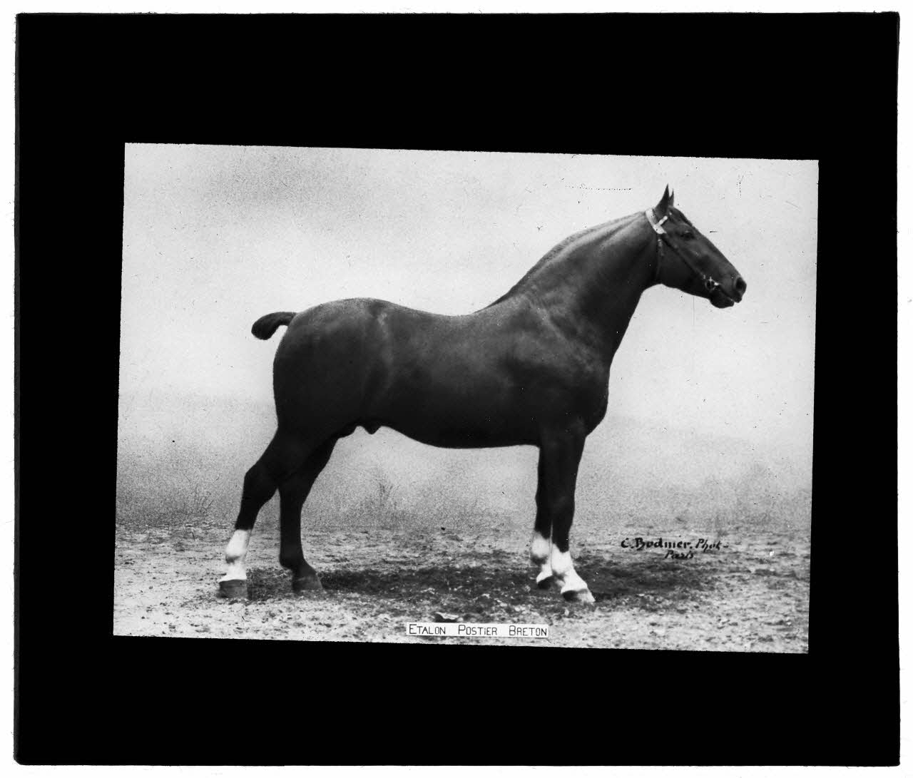 Charles Bodmer plaque de verre Etalon Postier Breton Ile-de-France, France 1895-1932 2020.33.1.107 Photo Mucem / Charles Bodmer