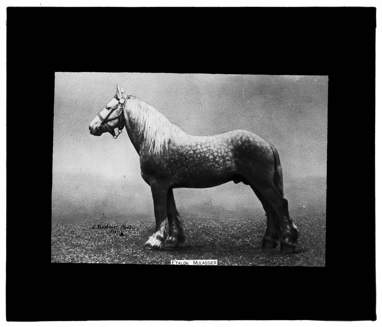 Charles Bodmer plaque de verre Etalon Mulassier Ile-de-France, France 1895-1932 2020.33.1.109 Photo Mucem / Charles Bodmer