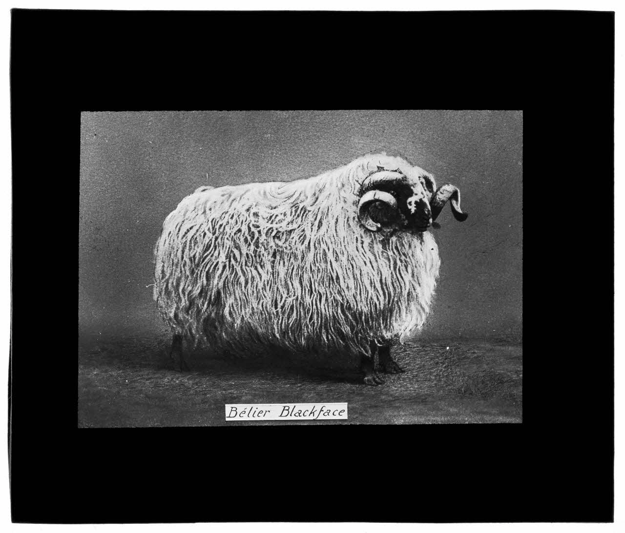 Charles Bodmer plaque de verre Bélier Blackface Ile-de-France, France 1895-1932 2020.33.1.11 Photo Mucem / Charles Bodmer