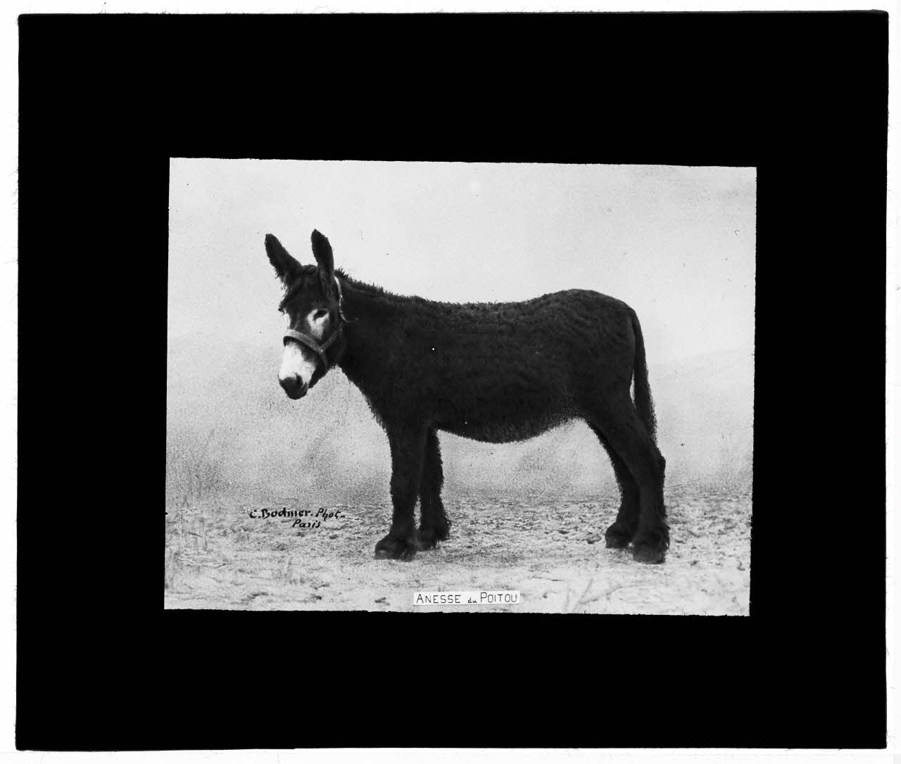 Charles Bodmer plaque de verre Anesse du Poitou Ile-de-France, France 1895-1932 2020.33.1.110 Photo Mucem / Charles Bodmer