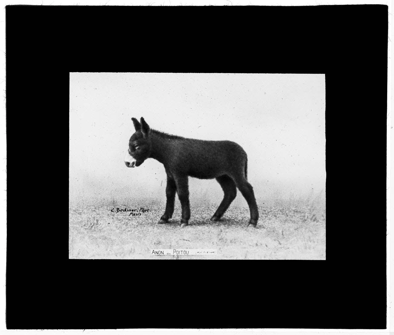 Charles Bodmer plaque de verre Anon du Poitou Ile-de-France, France 1895-1932 2020.33.1.111 Photo Mucem / Charles Bodmer