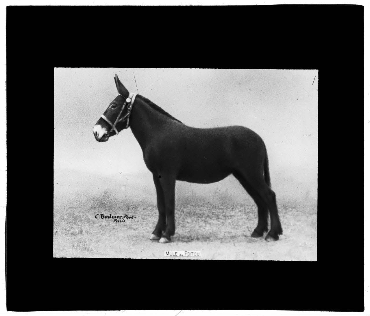 Charles Bodmer plaque de verre Mule du Poitou Ile-de-France, France 1895-1932 2020.33.1.112 Photo Mucem / Charles Bodmer