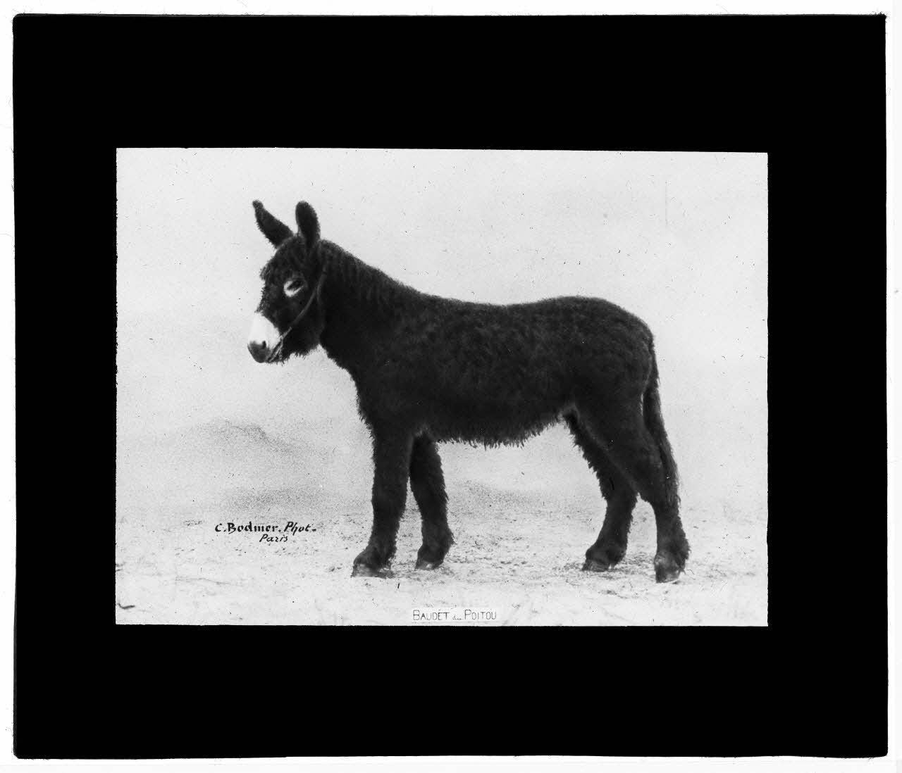 Charles Bodmer plaque de verre Baudet du Poitou Ile-de-France, France 1895-1932 2020.33.1.113 Photo Mucem / Charles Bodmer