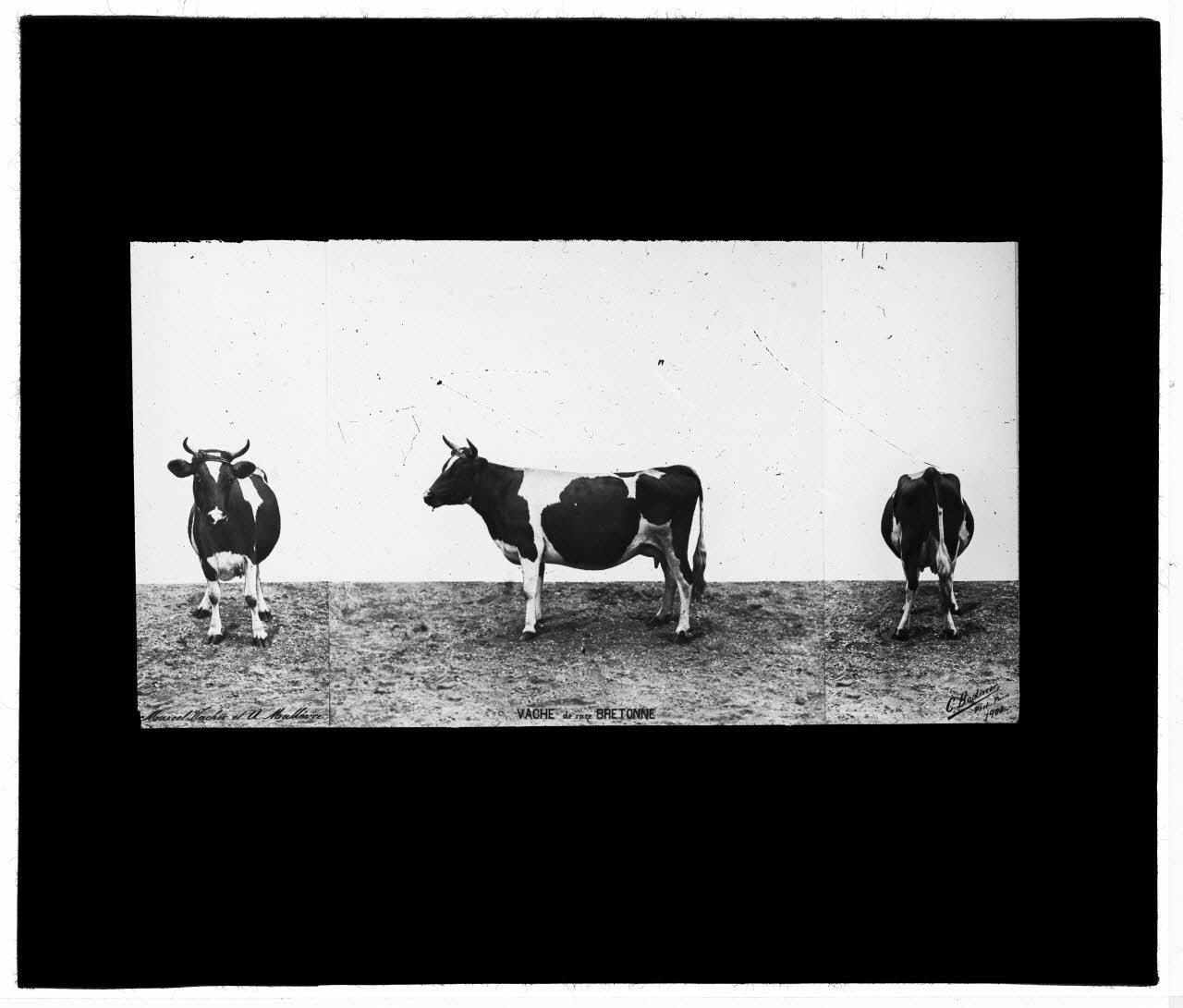 Charles Bodmer plaque de verre Vache de race Bretonne Ile-de-France, France 1900 2020.33.1.114 Photo Mucem / Charles Bodmer