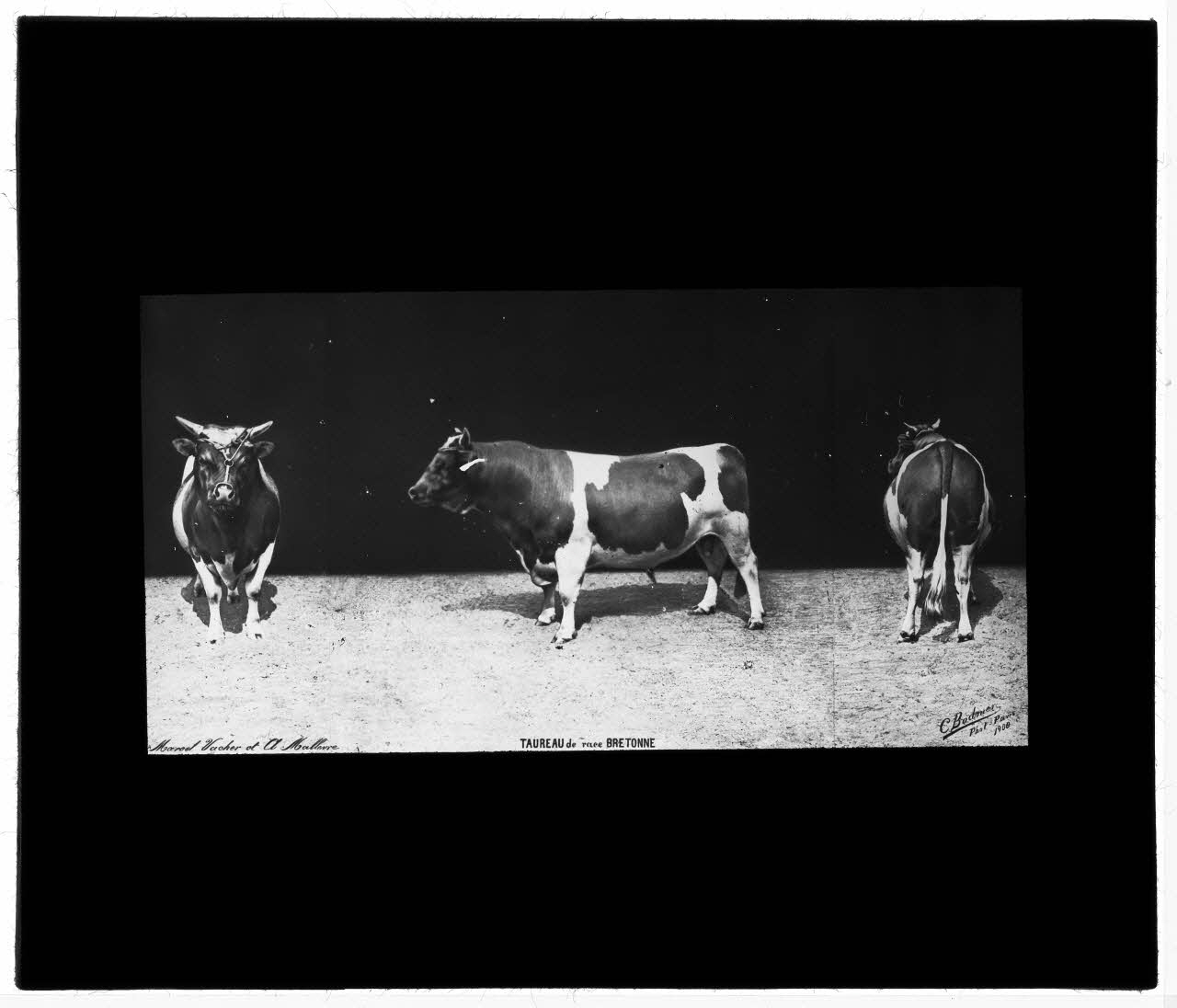 Charles Bodmer plaque de verre Taureau de race Bretonne Ile-de-France, France 1900 2020.33.1.115 Photo Mucem / Charles Bodmer
