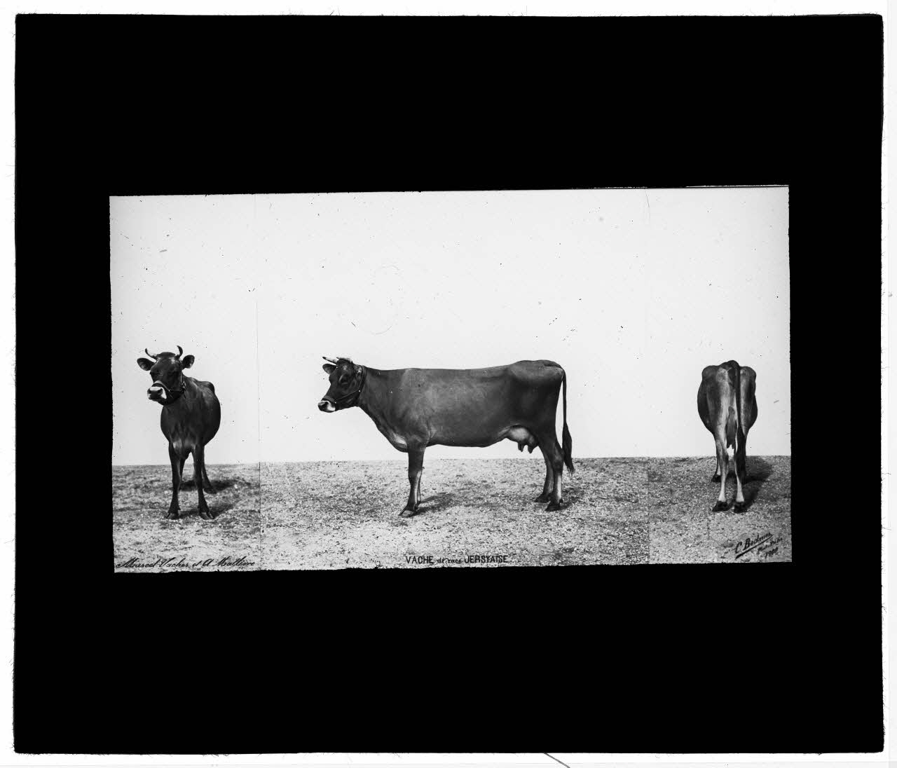 Charles Bodmer plaque de verre Vache de race Jersyaise Ile-de-France, France 1900 2020.33.1.116 Photo Mucem / Charles Bodmer