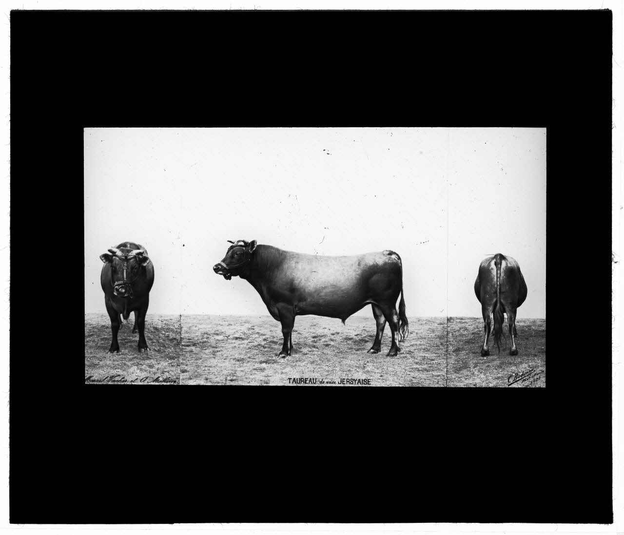 Charles Bodmer plaque de verre Taureau de race Jersyaise Ile-de-France, France 1900 2020.33.1.117 Photo Mucem / Charles Bodmer