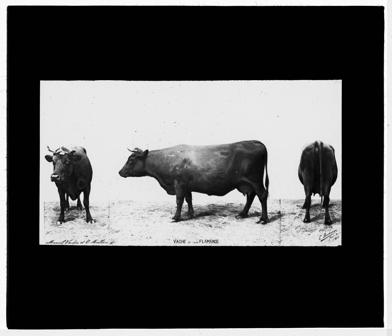 Charles Bodmer plaque de verre Vache de race Flamande Ile-de-France, France 1900 2020.33.1.118 Photo Mucem / Charles Bodmer