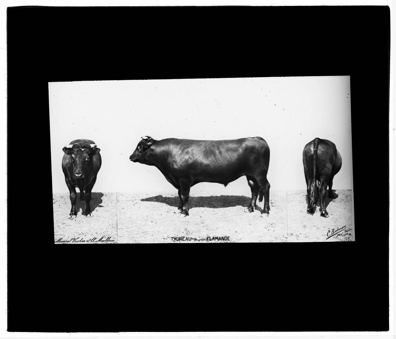 Charles Bodmer plaque de verre Taureau de race Flamande Ile-de-France, France 1900 2020.33.1.119 Photo Mucem / Charles Bodmer