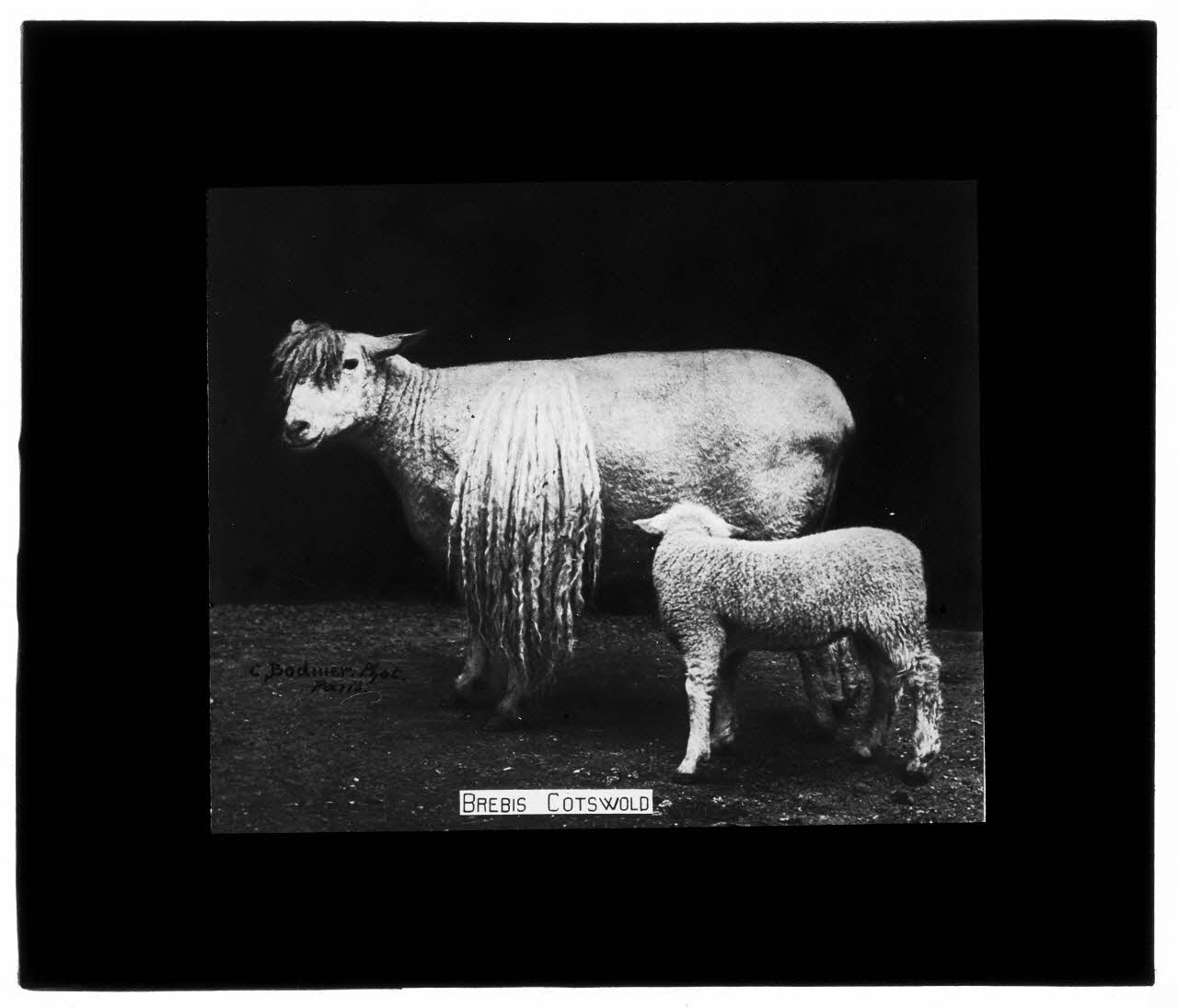Charles Bodmer plaque de verre Brebis Costwold Ile-de-France, France 1895-1932 2020.33.1.12 Photo Mucem / Charles Bodmer
