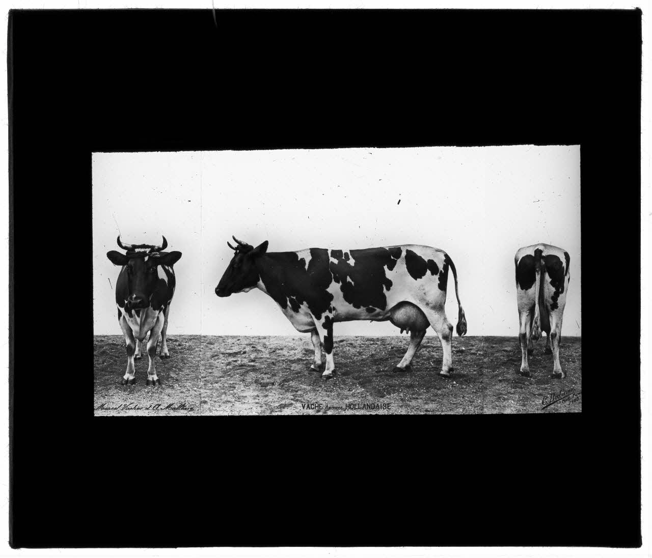 Charles Bodmer plaque de verre Vache de race Hollandaise Ile-de-France, France 1900 2020.33.1.120 Photo Mucem / Charles Bodmer
