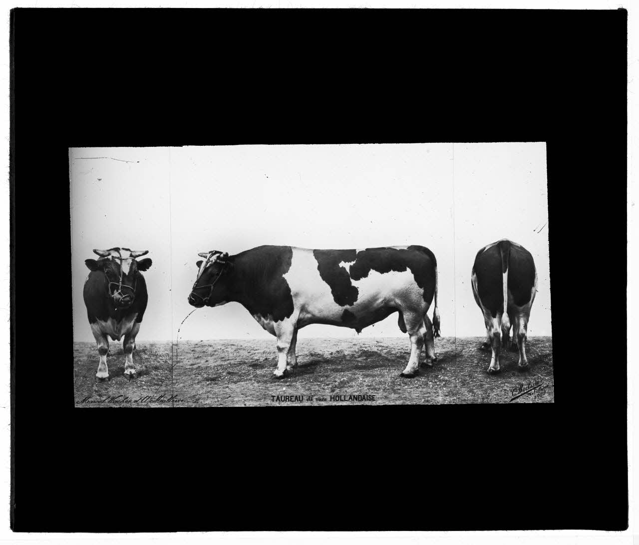Charles Bodmer plaque de verre Taureau de race Hollandaise Ile-de-France, France 1900 2020.33.1.121 Photo Mucem / Charles Bodmer