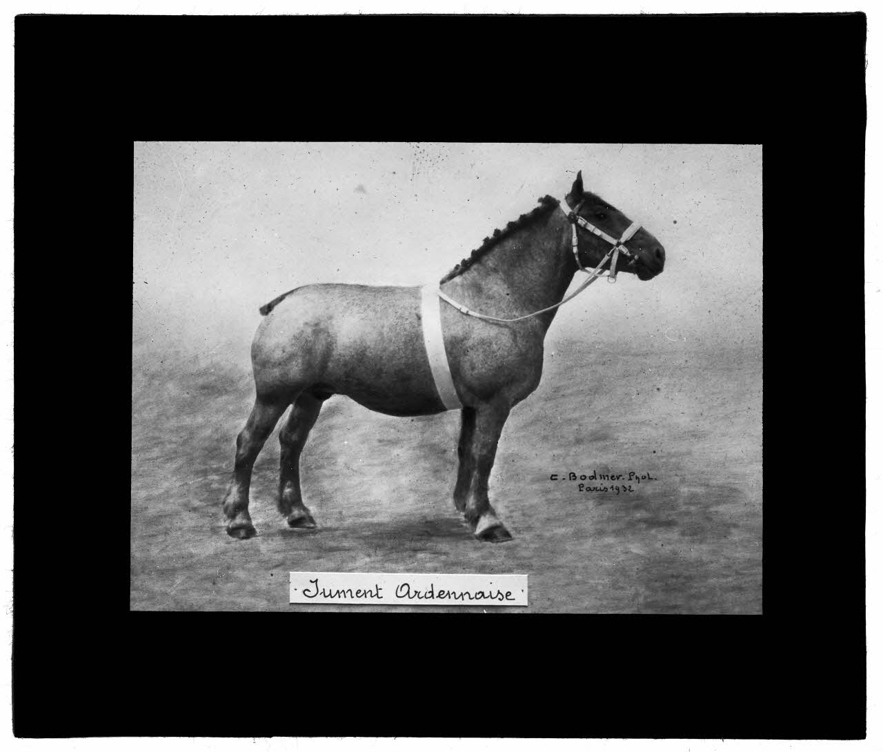 Charles Bodmer plaque de verre Jument Ardennaise Ile-de-France, France 1932 2020.33.1.122 Photo Mucem / Charles Bodmer